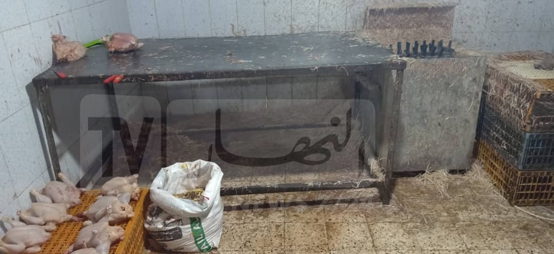 دجاج فاسد