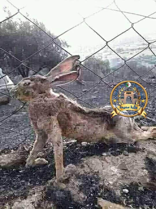حريق