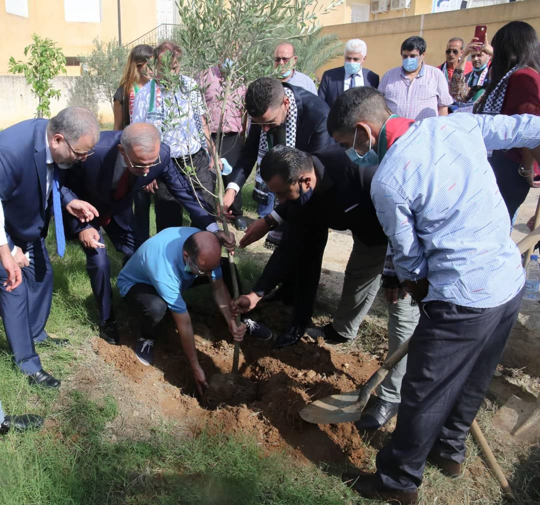 زيتونة