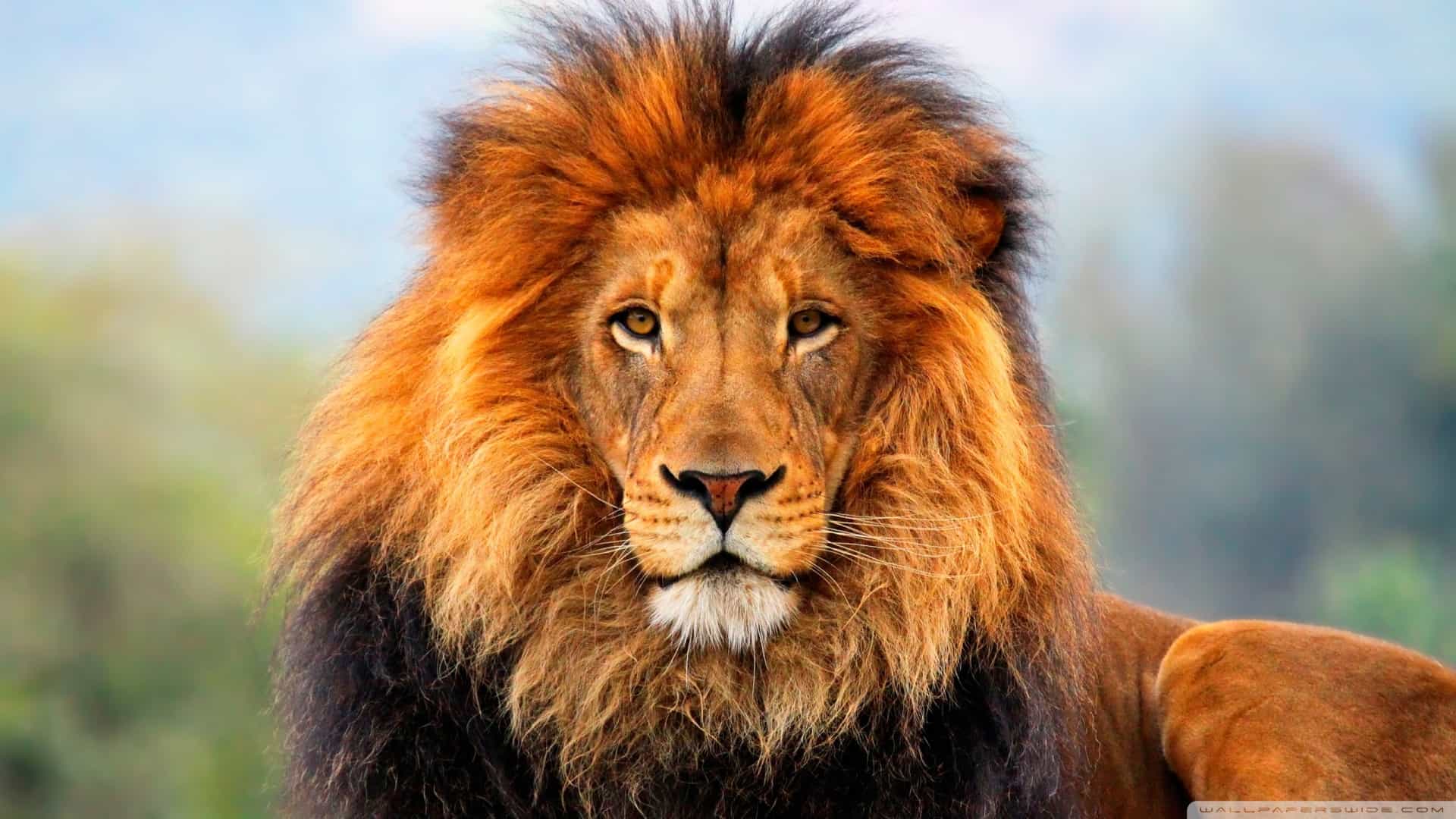 الأسد في المنام: قوة أم خطر؟ اكتشف المعنى الحقيقي! - دراسة تحليلية لظهور الأسد في الأحلام