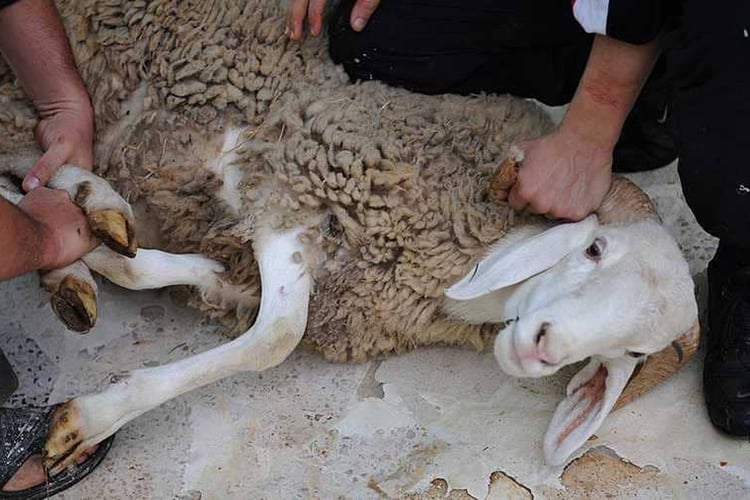 إخوتي في الله.. العيد فرصة لنحر الذنوب و تصفية القلوب.