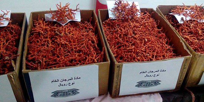 الإطاحة بشبكة إجرامية تُتاجر في المرجان حجز قرابة 5 كلغ بالطارف
