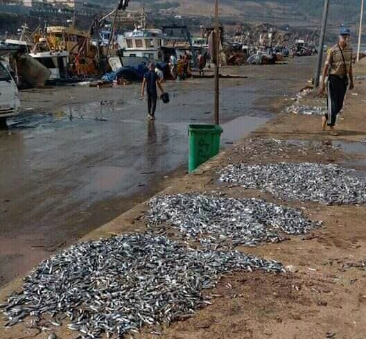 الشلف: فتح تحقيق حول رمي كميات من السردين على رصيف ميناء المرسى – النهار أونلاين