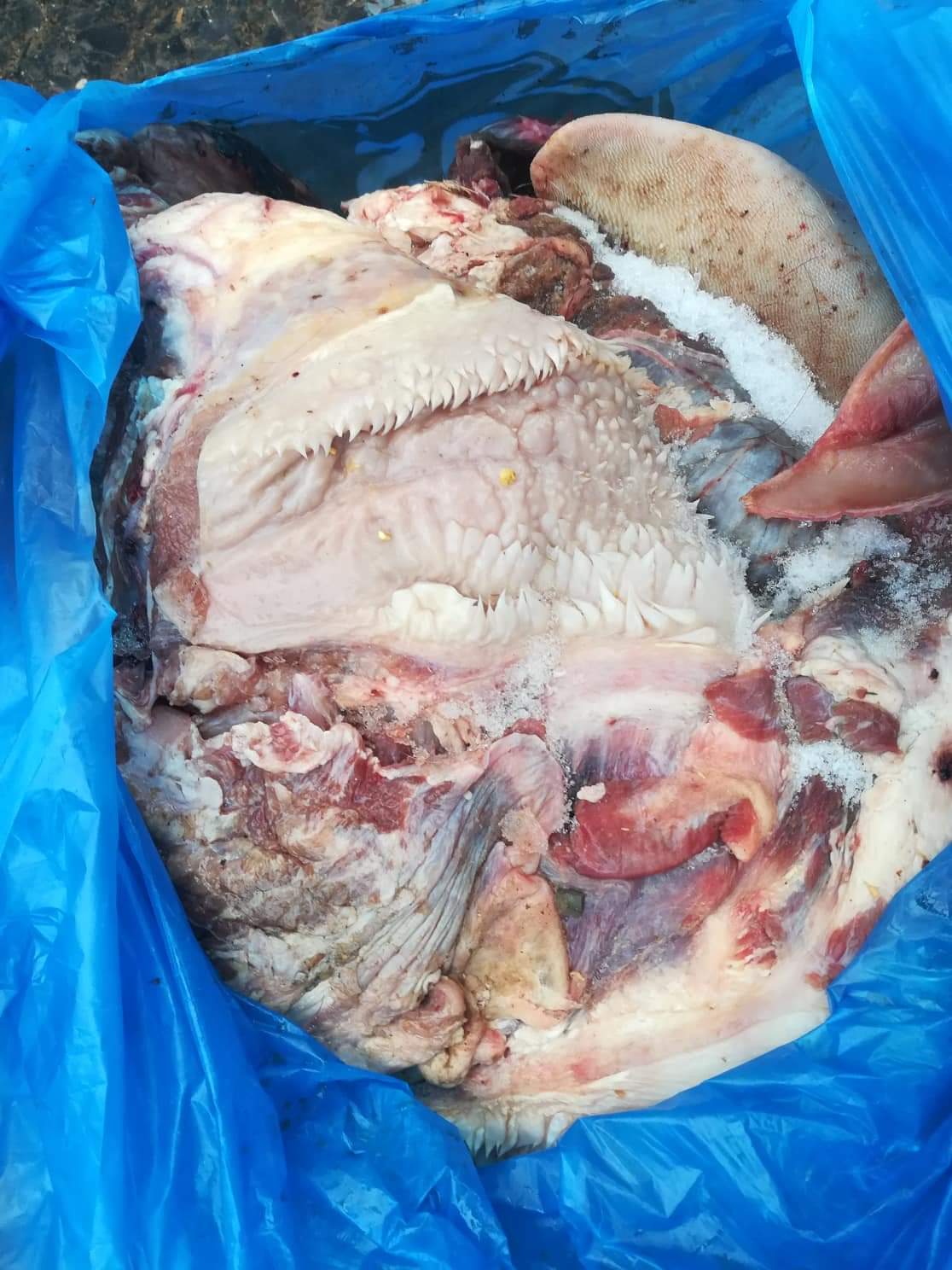 لحوم البقر الفاسدة