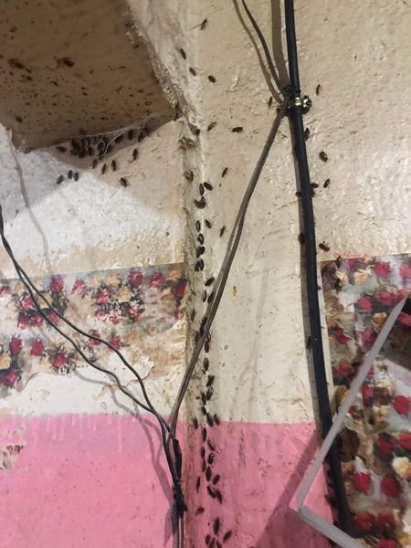 الصراصير تغزو محل بيع الخبز والحلويات في قالمة