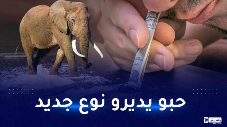 الأرجنتين: وفاة 24 شخصا بسبب خلط الكوكايين بمخدر حيوان الفيل
