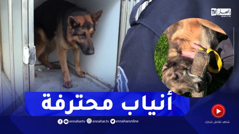 أنياب محترفة