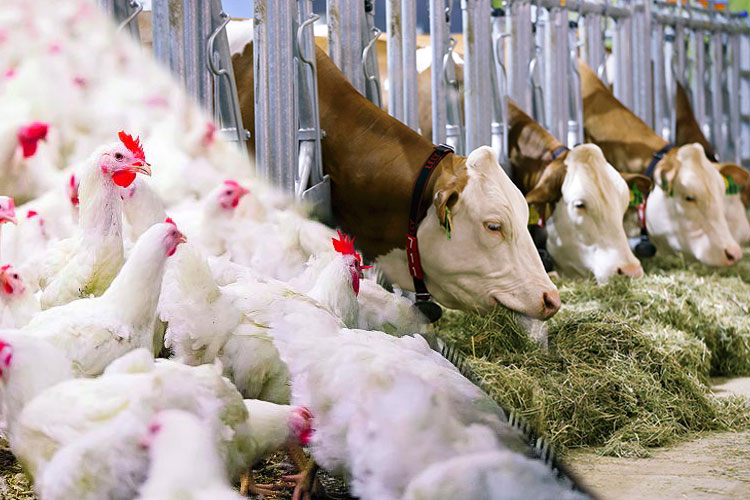 إعفاء أغذية المواشي والدواجن المنتجة محليا من الرسم على القيمة المضافة