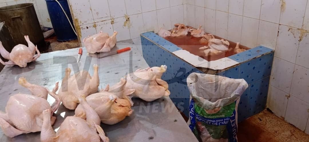 المسيلة: حجز 280 كلغ من الدجاج “الفاسد” بسيدي عيسى