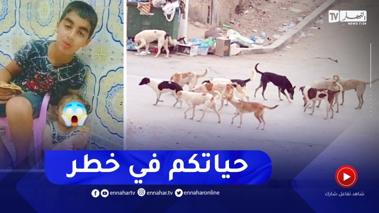 الكلاب الضالة