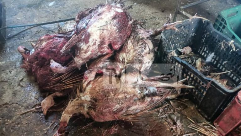 اللحوم الفاسدة