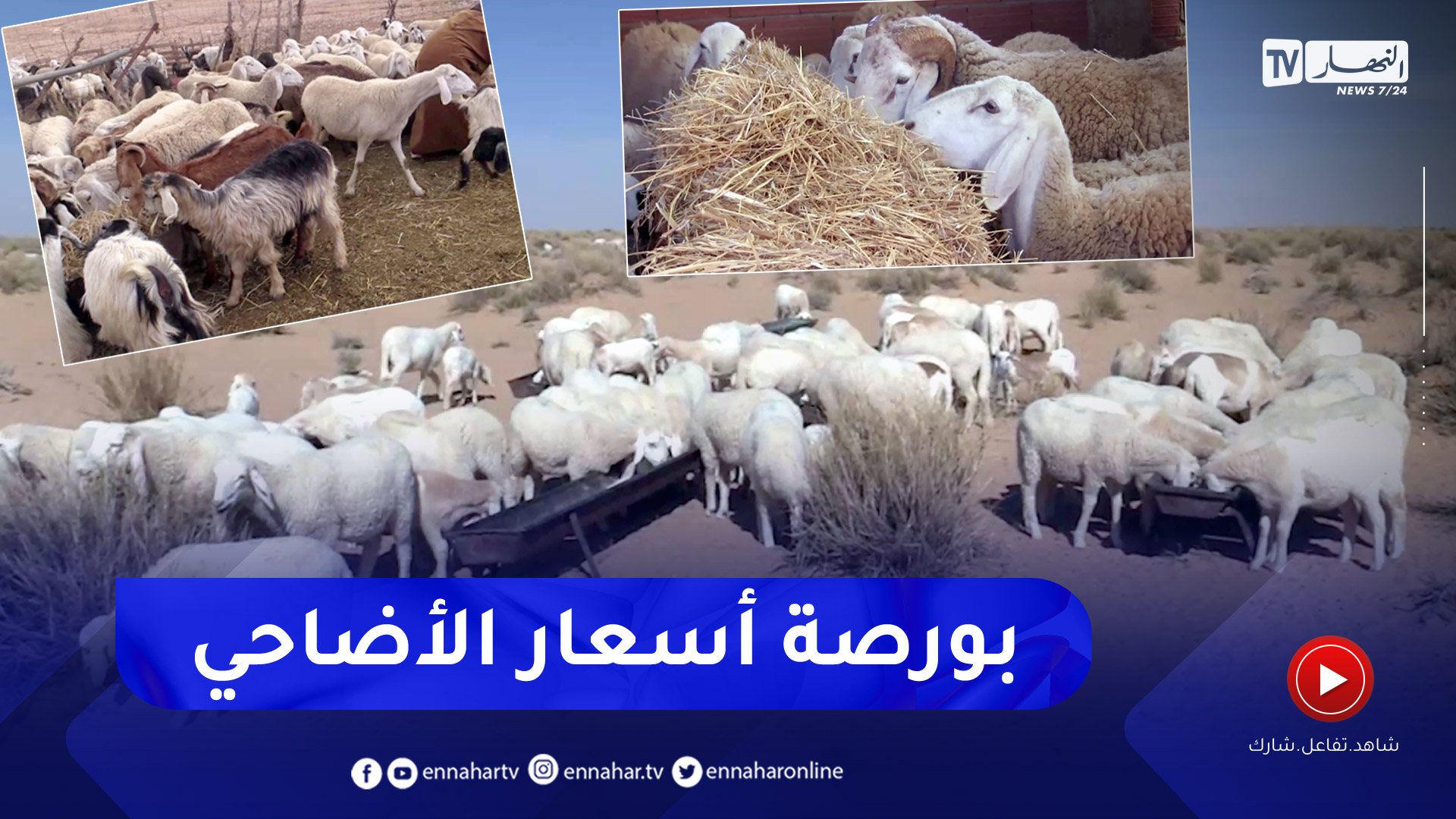 أضاحي العيد إبتداءا من 50 ألف دينار.. الجفاف يرفع البورصة
