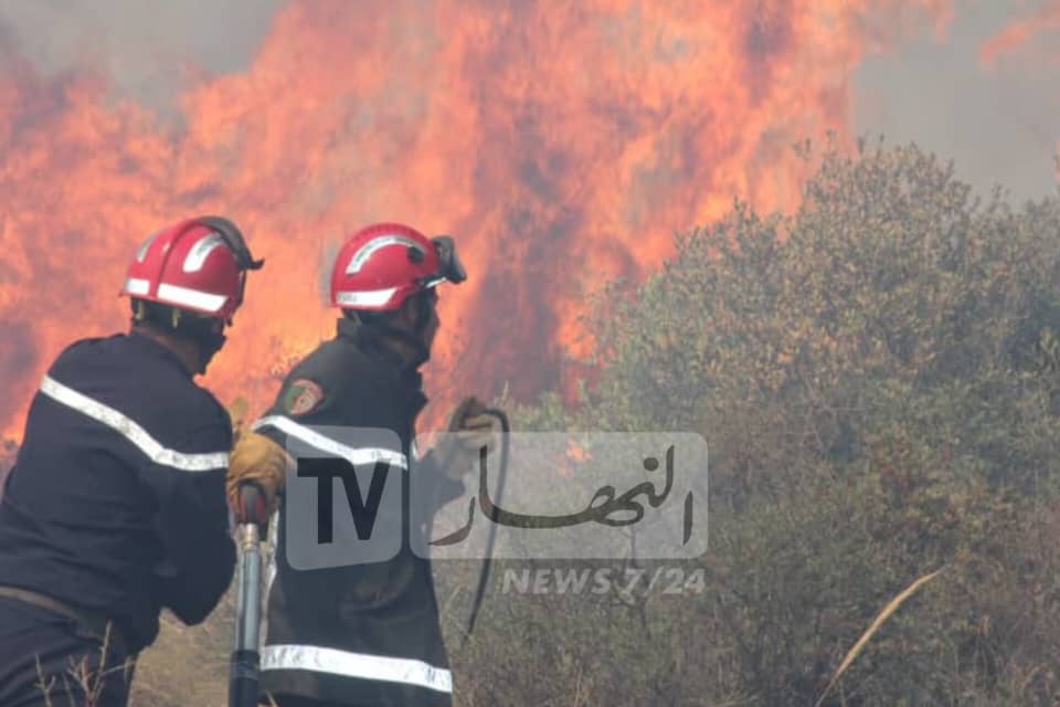 حرائق الغابات.. تراجع معتبر في المساحات المتضررة