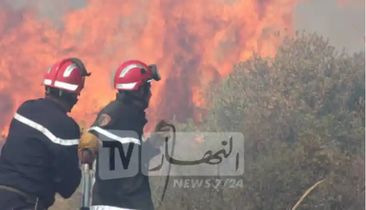 برناوي: 5 آلاف عون لحماية الغابات من الحرائق