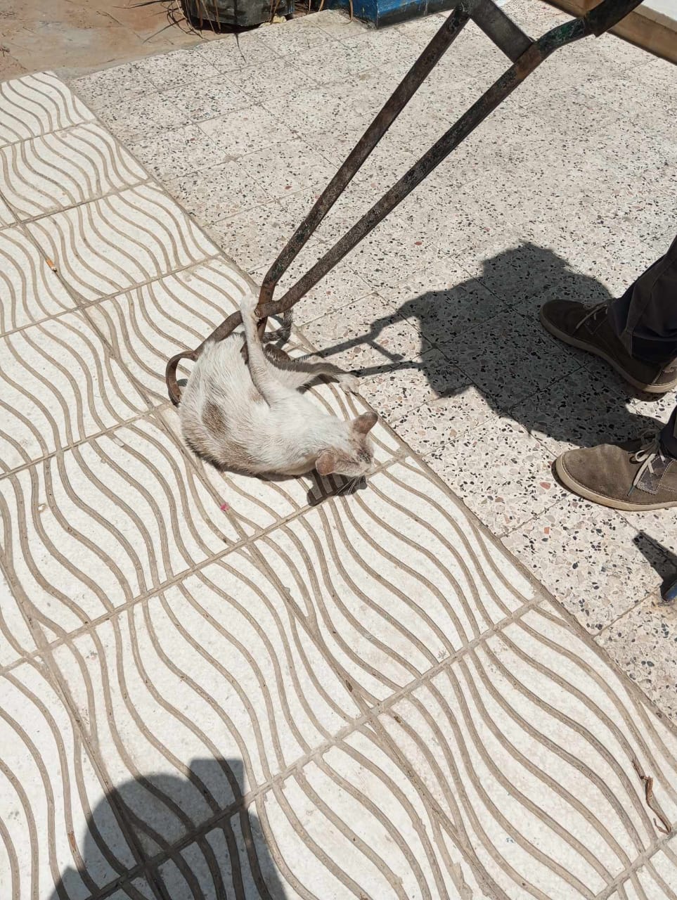 صورة القط المتشرد