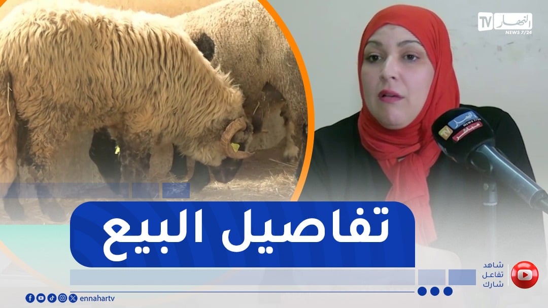الأضاحي المستوردة..800 نقطة بيع والدفع الإلكتروني متوفر
