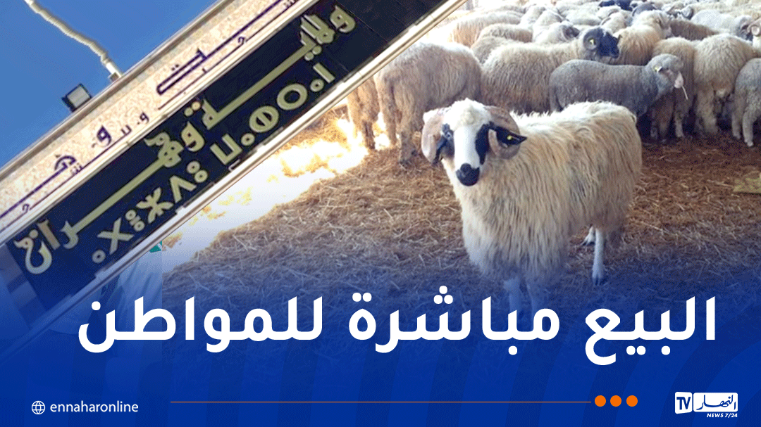 وهران.. بداية من الغد إنطلاق عملية بيع الأضاحي المستوردة بهذه الأماكن