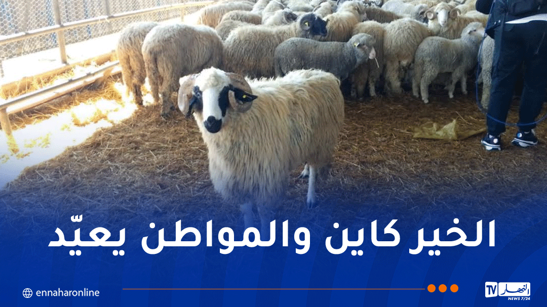 3 بواخر محمّلة بالأضاحي المستوردة تصل ميناءي العاصمة ووهران بدءاً من الغد