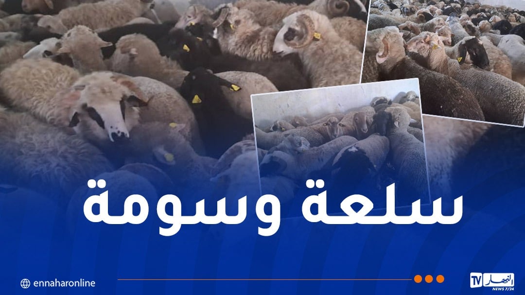 ميلة.. وصول أولى الدفعات من الأضاحي المستوردة