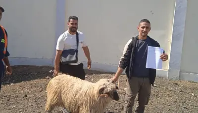 الطارف.. انطلاق بيع الأضاحي المستوردة للمواطنين بهذه الشروط