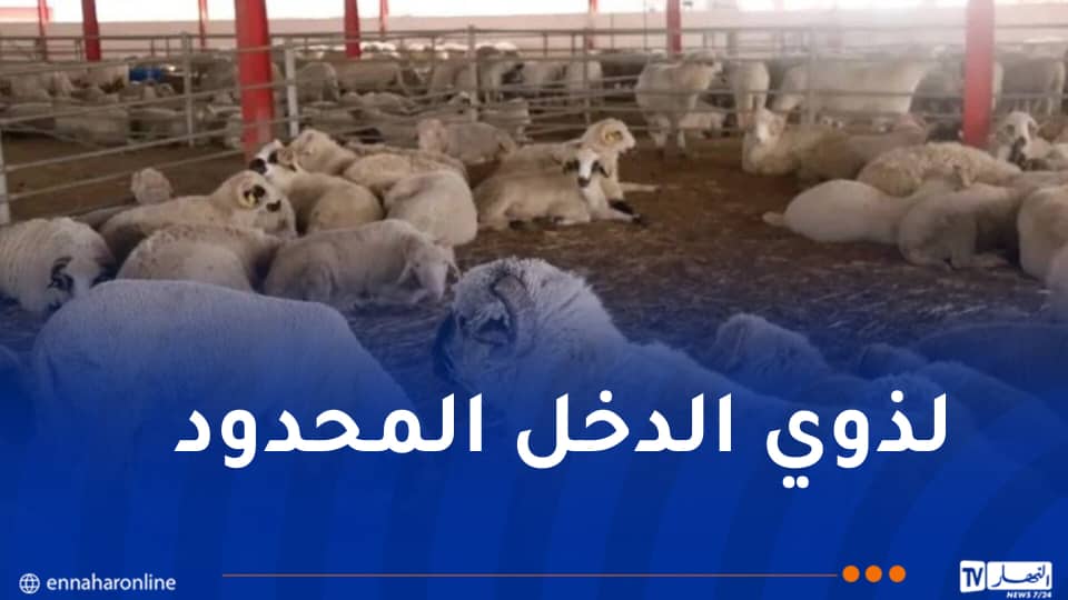 الدخل أقل من “5 ملايين”.. إعلان هام للراغبين في إقتناء أضاحي العيد المستوردة