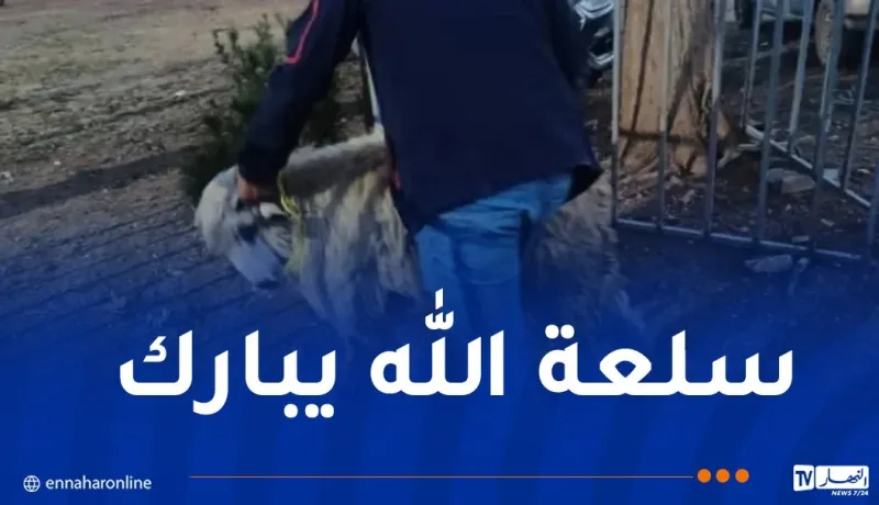 ڨالمة.. بداية من يوم الأربعاء .. إنطلاق عملية بيع الأضاحي المستوردة بهذه الشروط