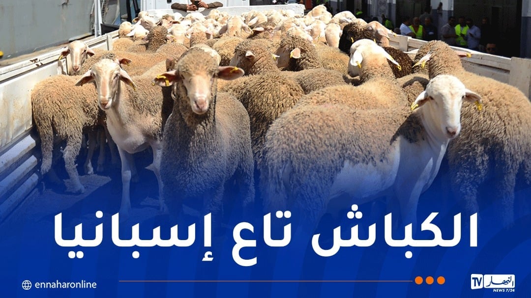 الشلف: وصول أكثر من 13 ألف رأس من الأضاحي الإسبانية
