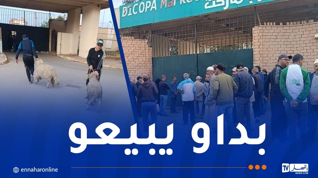 انطلاق عملية بيع الأضاحي المستوردة بمستغانم