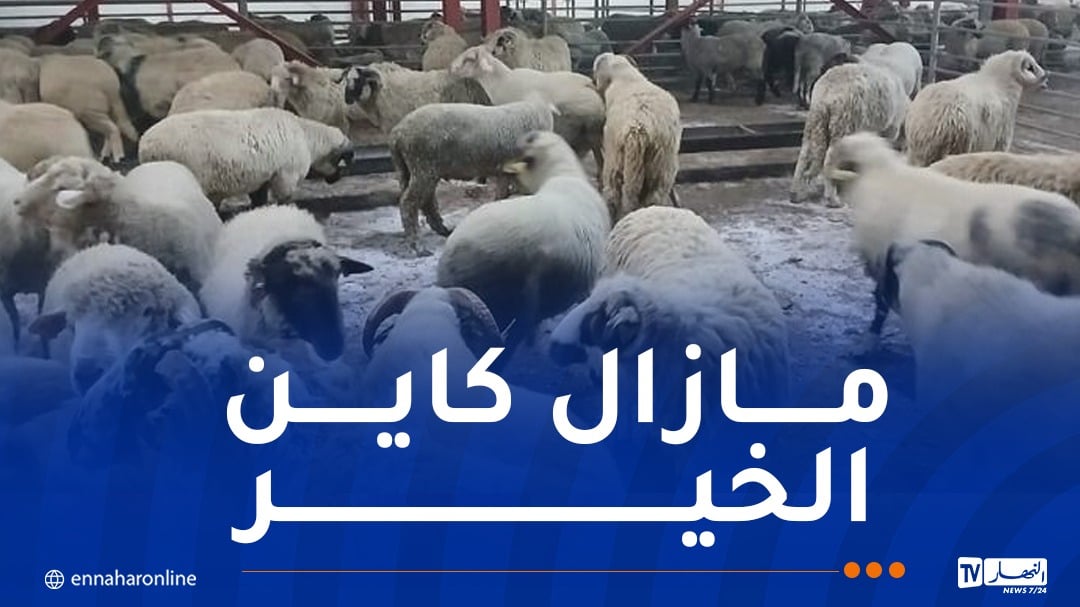 وزارة الفلاحة تكشف عن موعد نهاية بيع الأضاحي المستوردة