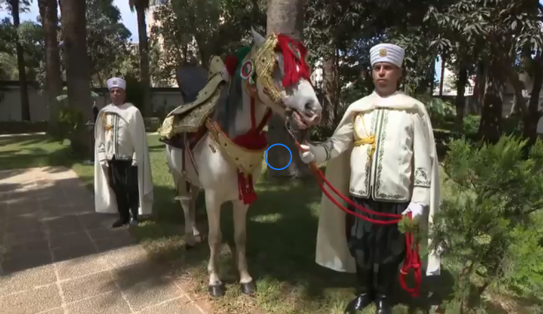 رئيس الجمهورية يُهدي سلطان عمان حصانا بربريا أصيلا