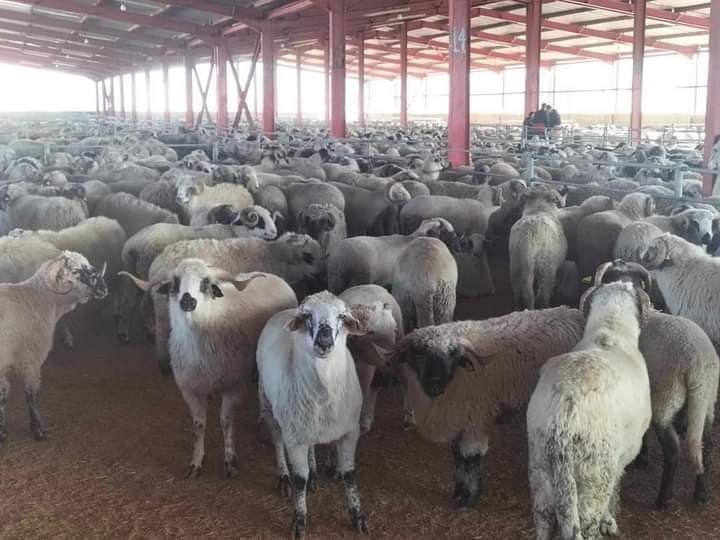 ولاية الطارف تفتتح نقاطا جديدة لبيع المواشي المستوردة