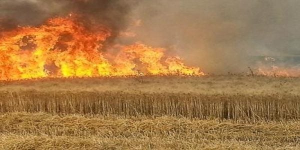 عين الدفلى.. إخماد حريق بمحصول زراعي في جليدة
