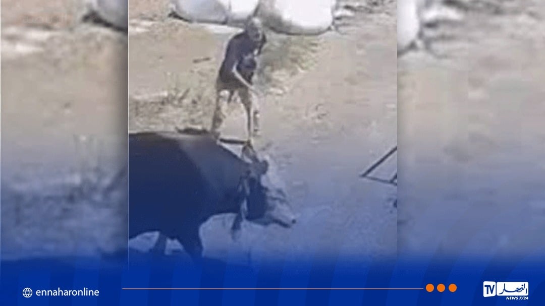سطيف.. وفاة شخص تلقى ضربة من ثور كان بصدد ذبحه في عيد الأضحى