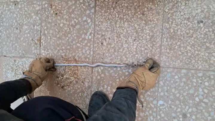 المغير.. إخراج ثعبان من داخل مكيف هوائي بغرفة نوم
