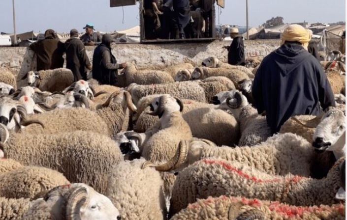السلطات المغربية تقرر غلق أسواق المواشي لمدة أسبوع