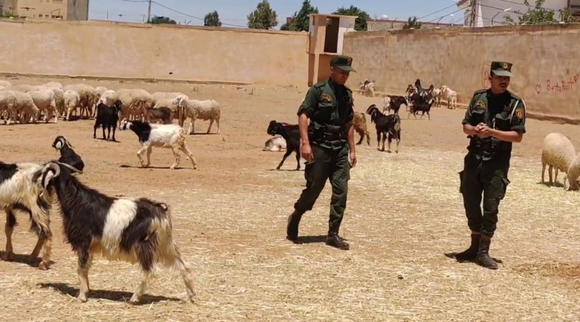 درك تبسة يحجز 85 رأسا من الماشية موجهة للتهريب