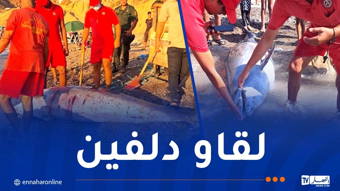 عين تموشنت.. مياه البحر تلفظ دلفين ميت بشاطئ مالوس