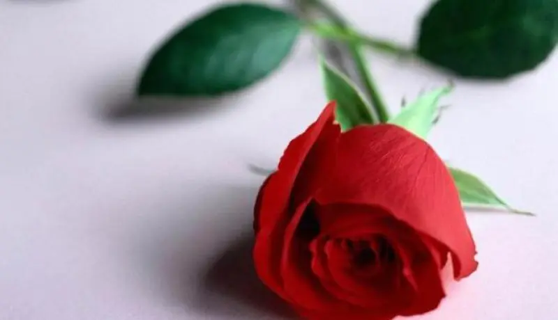 بخله المادي وشحه العاطفي قلب حياتي رأسا على عقب
