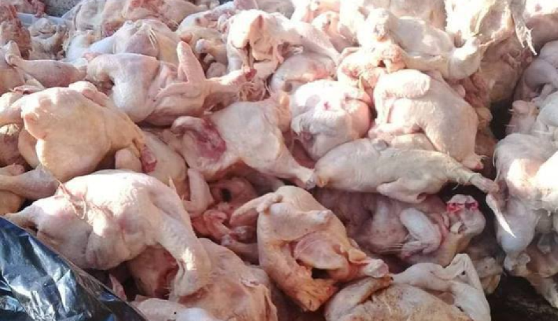 المسيلة.. حجز أزيد من 23 قنطارًا من اللحوم البيضاء الفاسدة بحمام الضلعة