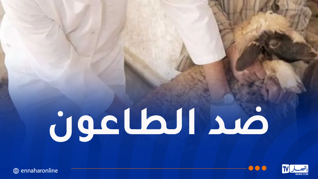 تلقيح أزيد من 244 ألف رأس غنم وماعز بأم البواقي