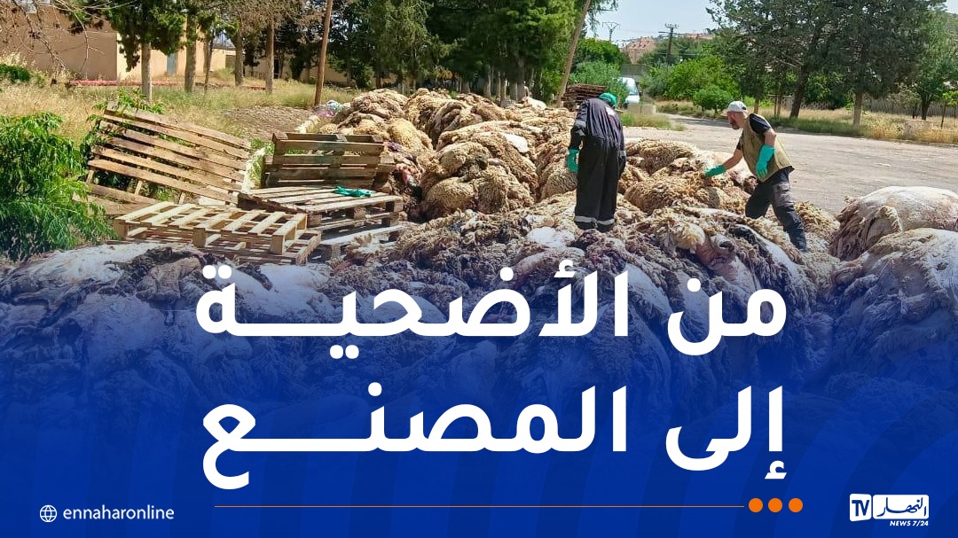 انطلاق عملية جمع جلود الأضاحي عبر مختلف ولايات الوطن