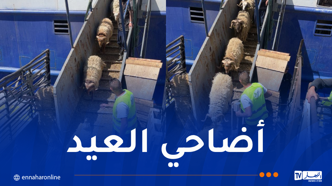باخرة مُحملة بـ8530 رأس من الأغنام ترسو بميناء عنابة