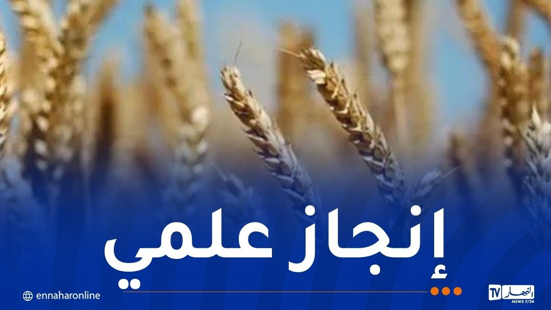 التعليم العالي.. تسجيل 6 أصناف جديدة من القمح والشعير